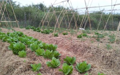 Solicitamos que se puedan atender los huertos urbanos y se reabra el mercado ecológico