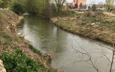 Denunciamos ante la Junta la tala de árboles en la Ribera del Carrión