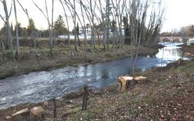 Las talas en la ribera del río y en el Monte están fuera de la legalidad