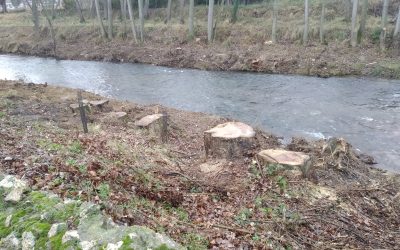 La Plataforma en Defensa del Arbolado critica la falta de información por parte del Ayuntamiento respecto a las talas en la ribera del río Carrión